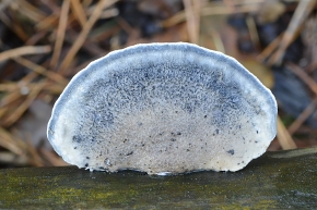 blauwe kaaszwam (cyanosporus caesius) 11-2024 1766